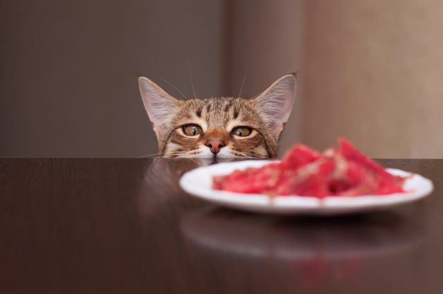 ご飯を狙う猫